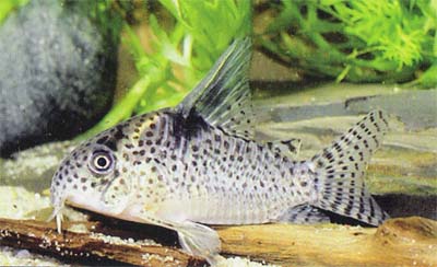 Corydoras sp. C43